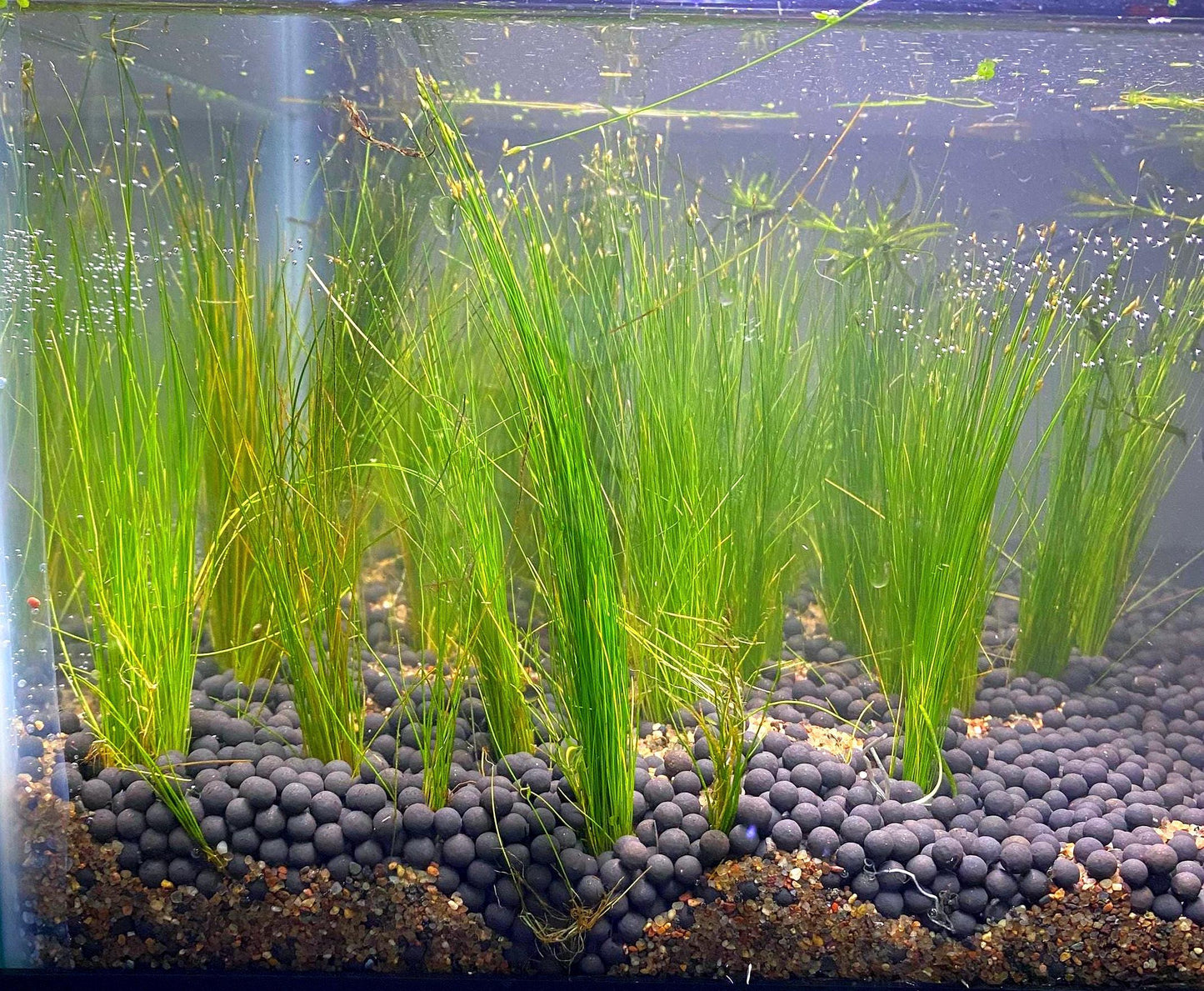 Dwarf Hair grass (Eleocharis): Beginner Aquarium Plant - Easy Care -