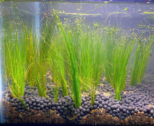 🌱 Dwarf Hairgrass – Lush, Carpet-Forming Live Aquarium Plant (Eleocharis parvula)