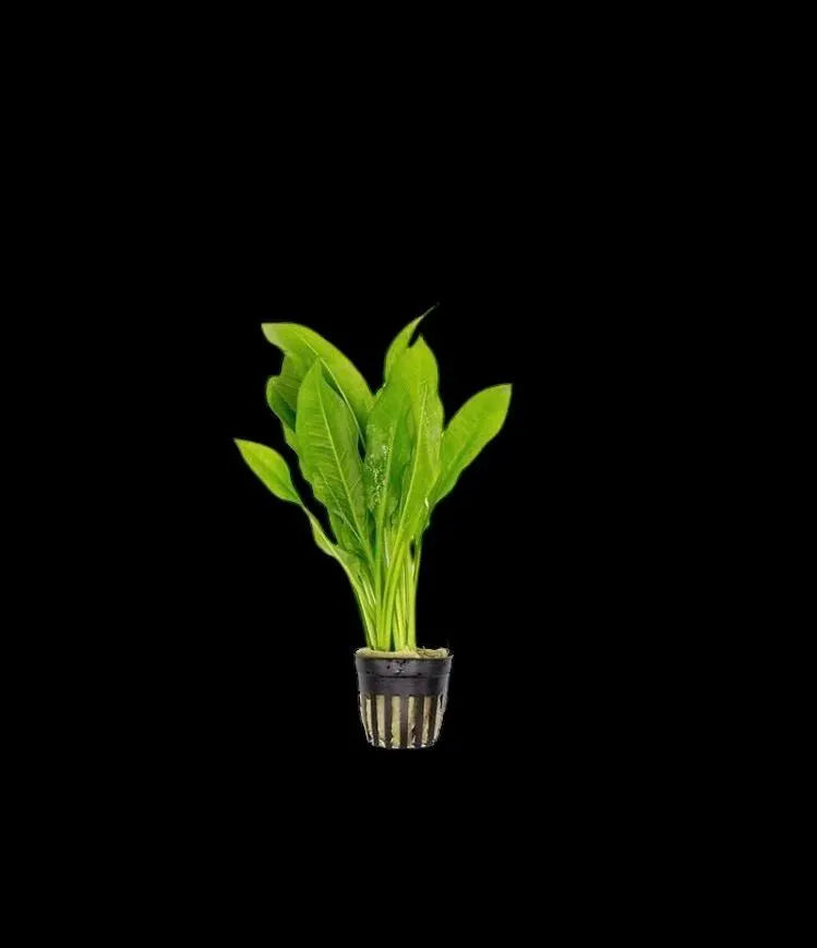 Pick your Own Beginner, Fast Growing Plant Bundle - You choose plants and bundle size!