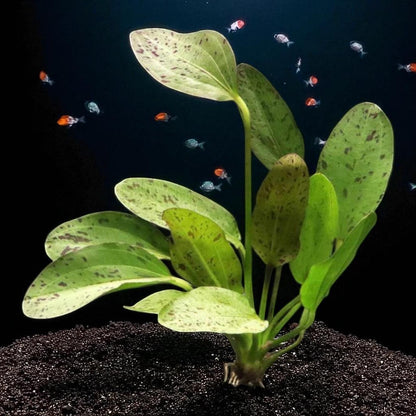 Ozelot Sword  Live Aquarium Plant - Beginner Aquarium Plant - Sword Plant - Both Red and  Green Plants Available!