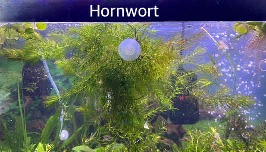 Hornwort and Guppy grass - Live Beginner Plants - Shrimp Starter Bundle