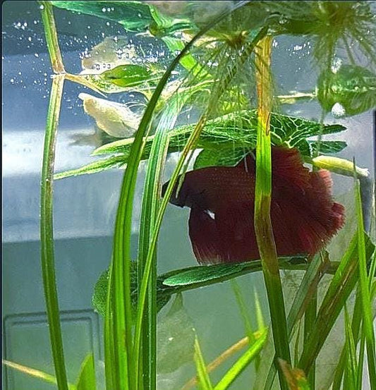 Silk Betta Resting Leaf: Aquarium Fish Bed Decor - Betta Bunk