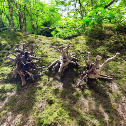 Natural Spiderwood Aquarium Decor: Unique Driftwood for Terrariums (4-7in)