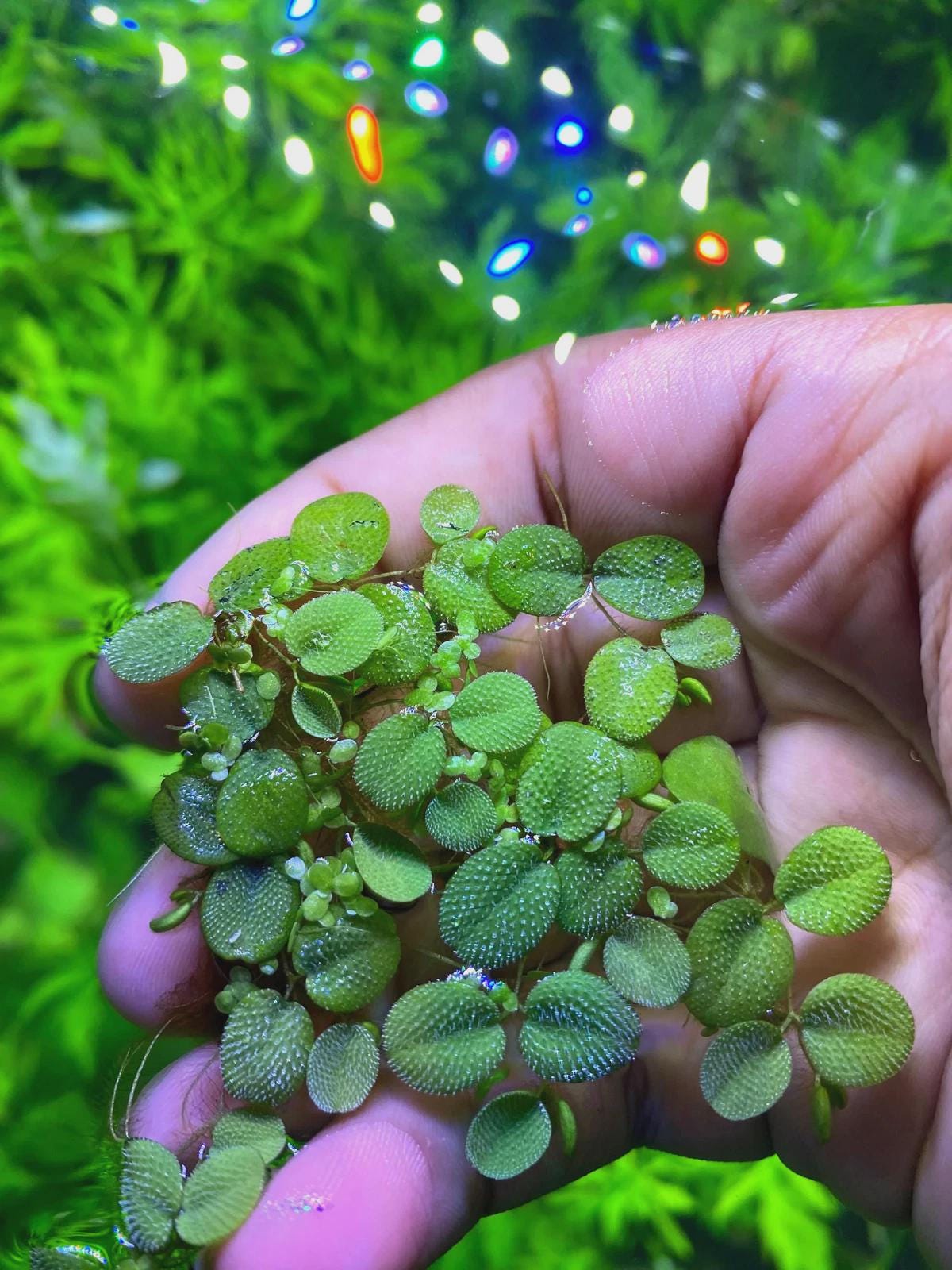 Duckweed (Lemna minor) And Salvinia Minima Combo- Easy Aquarium Plant: 4oz Portion