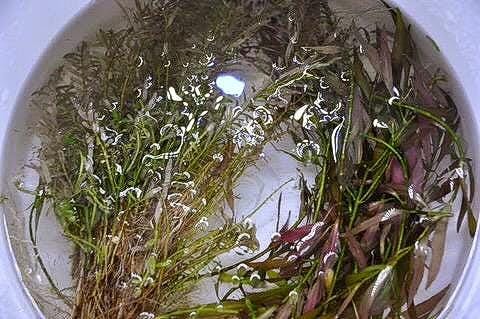 Alum Powder - Aquarium Plant Soaking Solution for Potential Pests