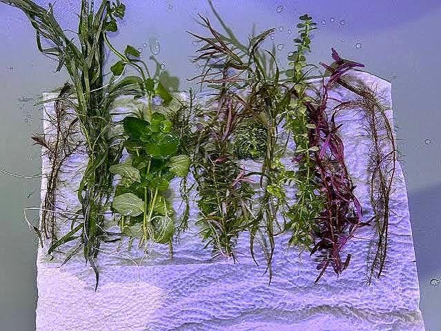 Alum Powder - Aquarium Plant Soaking Solution for Potential Pests