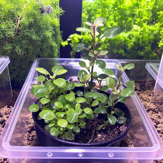 Lobelia cardinalis - Beginner Aquarium Plant