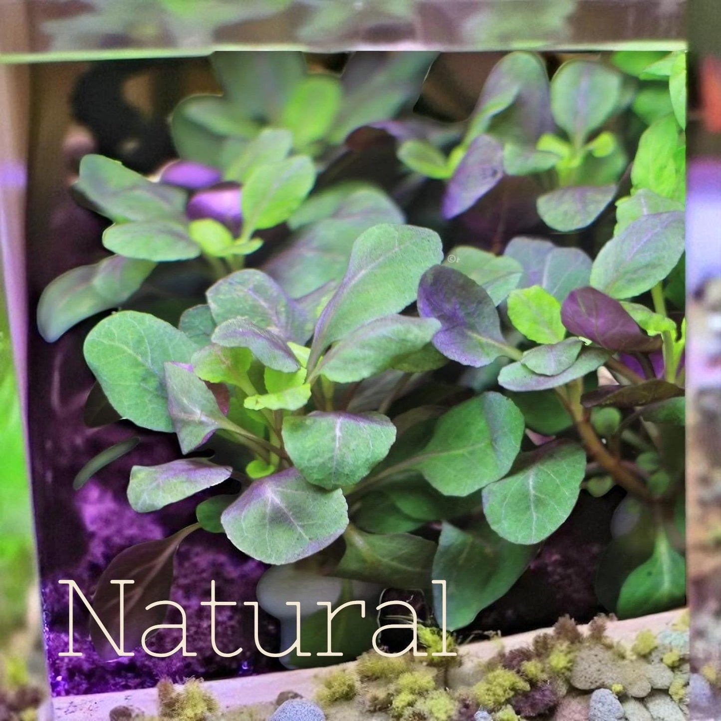 Lobelia cardinalis - Beginner Aquarium Plant