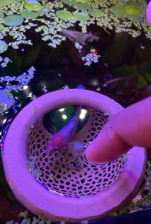 Floating Betta Fish bungalow Rest: Aquarium Decor - Betta Hammock