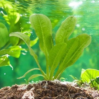 Rosette Sword Plant - Beginner Live Aquarium Plant