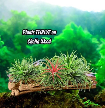 Cholla Wood - Natural Aquarium Decor - Cactus Wood - Shrimp Shelter - 3" -“8 pieces