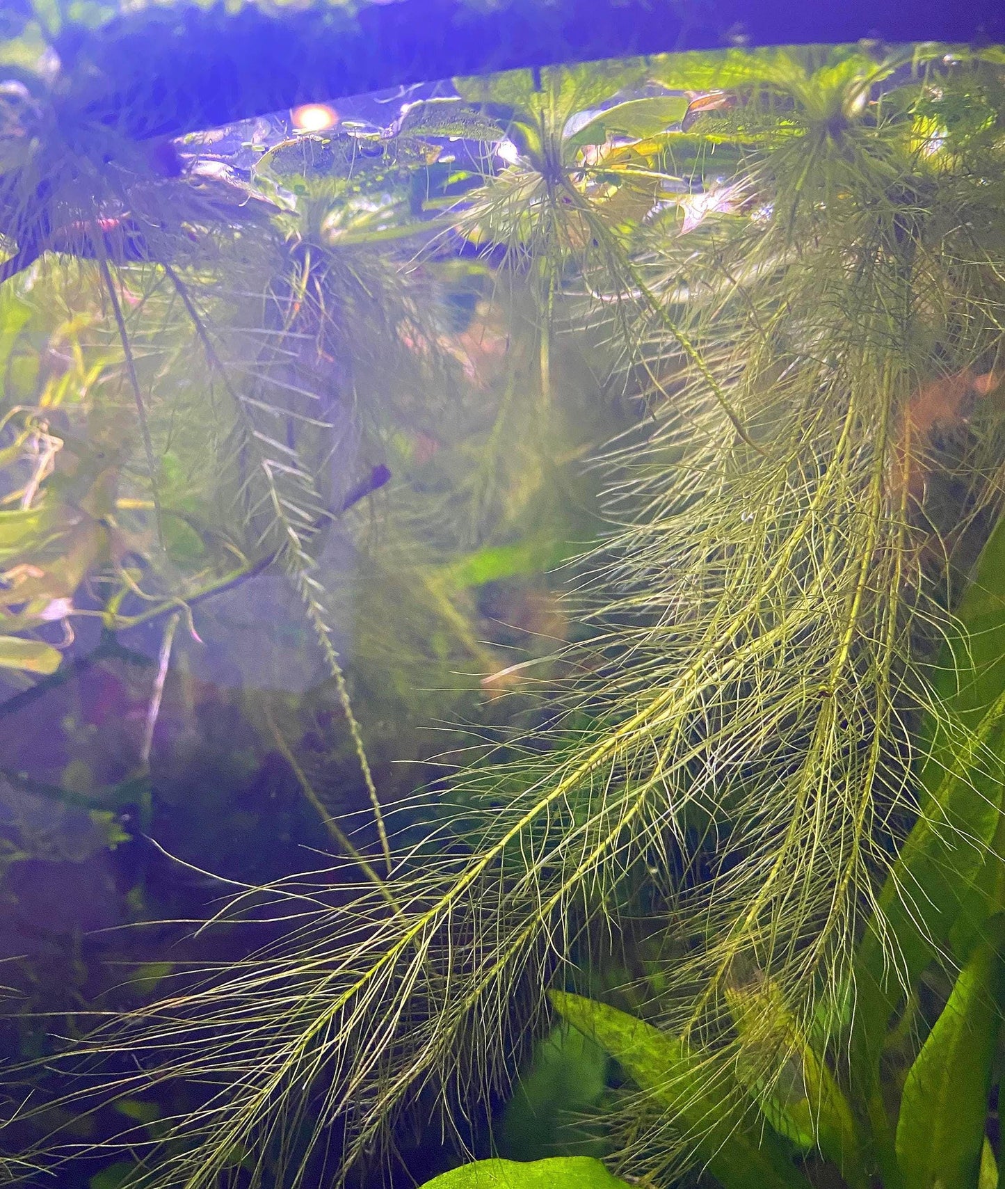 Dwarf Water Lettuce - Live Floating Aquarium Plant