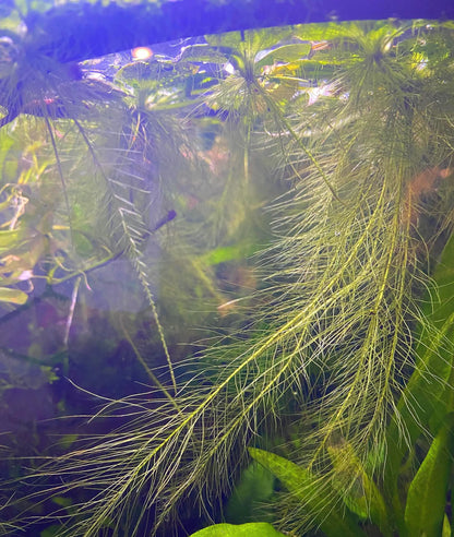 🌿 Dwarf Water Lettuce – Easy Floating Aquarium Plant for Natural Shade & Algae Control