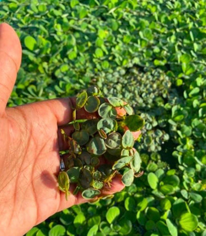 Salvina Minima and Redroot Floater plant Bundle  - beginner floating plants - aquarium plants