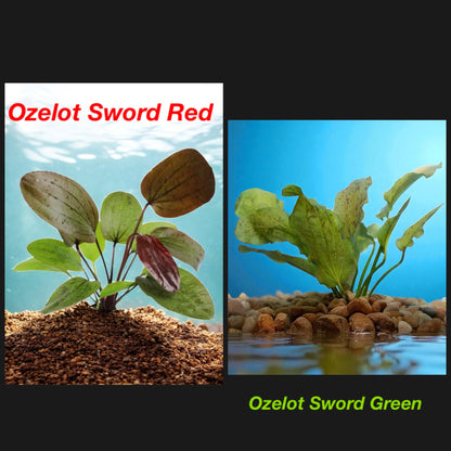 Ozelot Sword  Live Aquarium Plant - Beginner Aquarium Plant - Sword Plant - Both Red and  Green Plants Available!