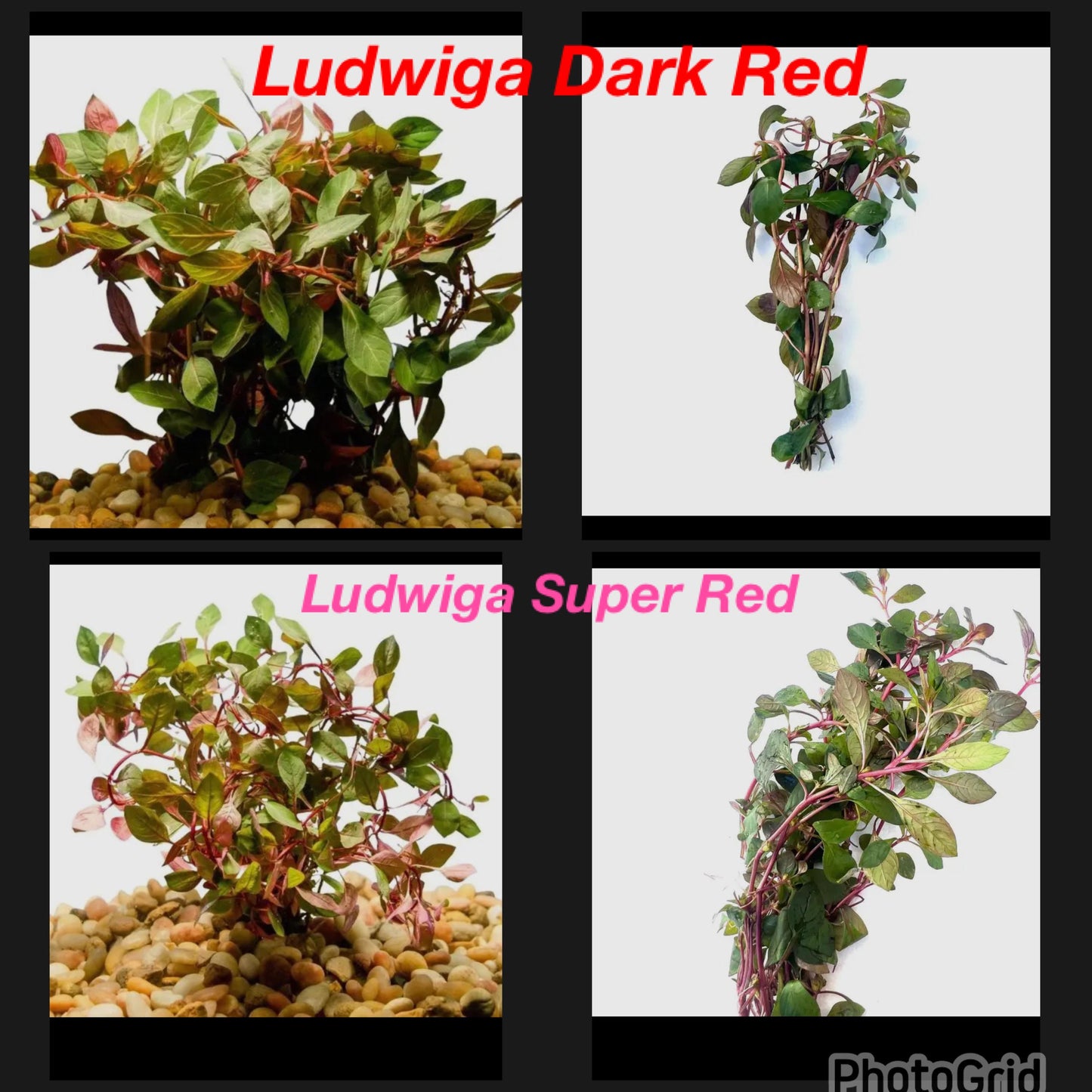 Pick your Own Beginner, Fast Growing Plant Bundle - You choose plants and bundle size!