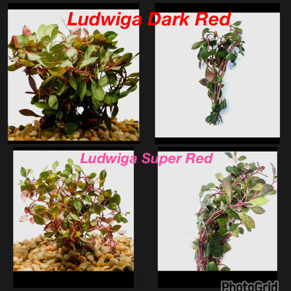 Pick your Own Beginner, Fast Growing Plant Bundle - You choose plants and bundle size!