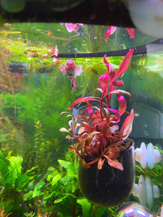 Glass Aquarium Plant Holder Cup: Fish Tank Decor (2-Piece Set)