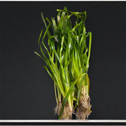 🌿 Jungle Vallisneria – Hardy, Tall Live Aquarium Plant (Vallisneria americana var. gigantea)