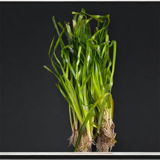Jungle Val Live Aquarium Plant - Vallisneria Americana 'Gigantea' - Beginner Aquarium plant