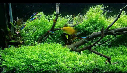 Dwarf Baby Tears (HC Cuba)-  Live Aquarium plant: Foreground Plant