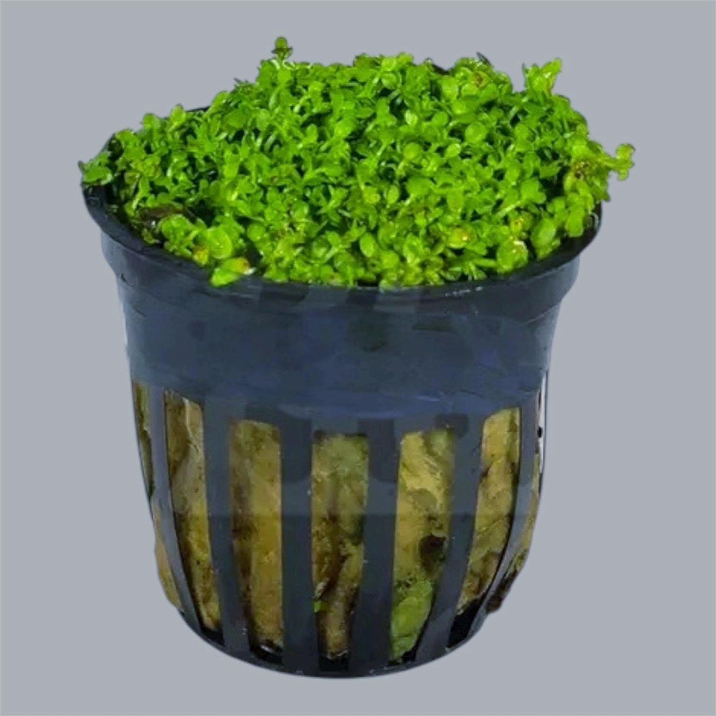 Dwarf Baby Tears (HC Cuba)-  Live Aquarium plant: Foreground Plant