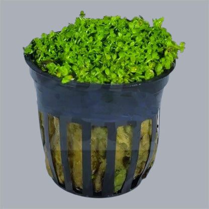 Dwarf Baby Tears (HC Cuba)-  Live Aquarium plant: Carpet Plant - 6 portions