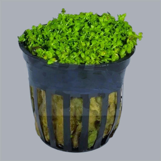 Dwarf Baby Tears (HC Cuba)-  Live Aquarium plant: Carpet Plant - 6 portions