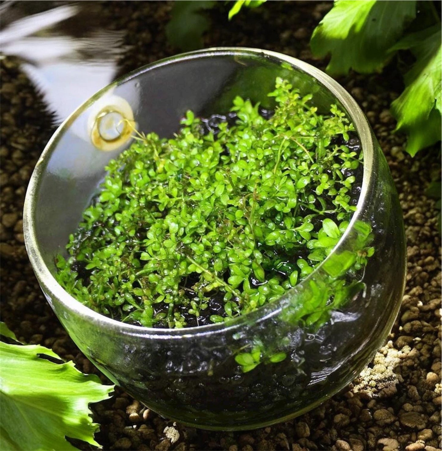 Dwarf Baby Tears (HC Cuba)-  Live Aquarium plant: Foreground Plant