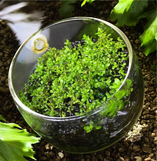 Dwarf Baby Tears (HC Cuba)-  Live Aquarium plant: Foreground Plant