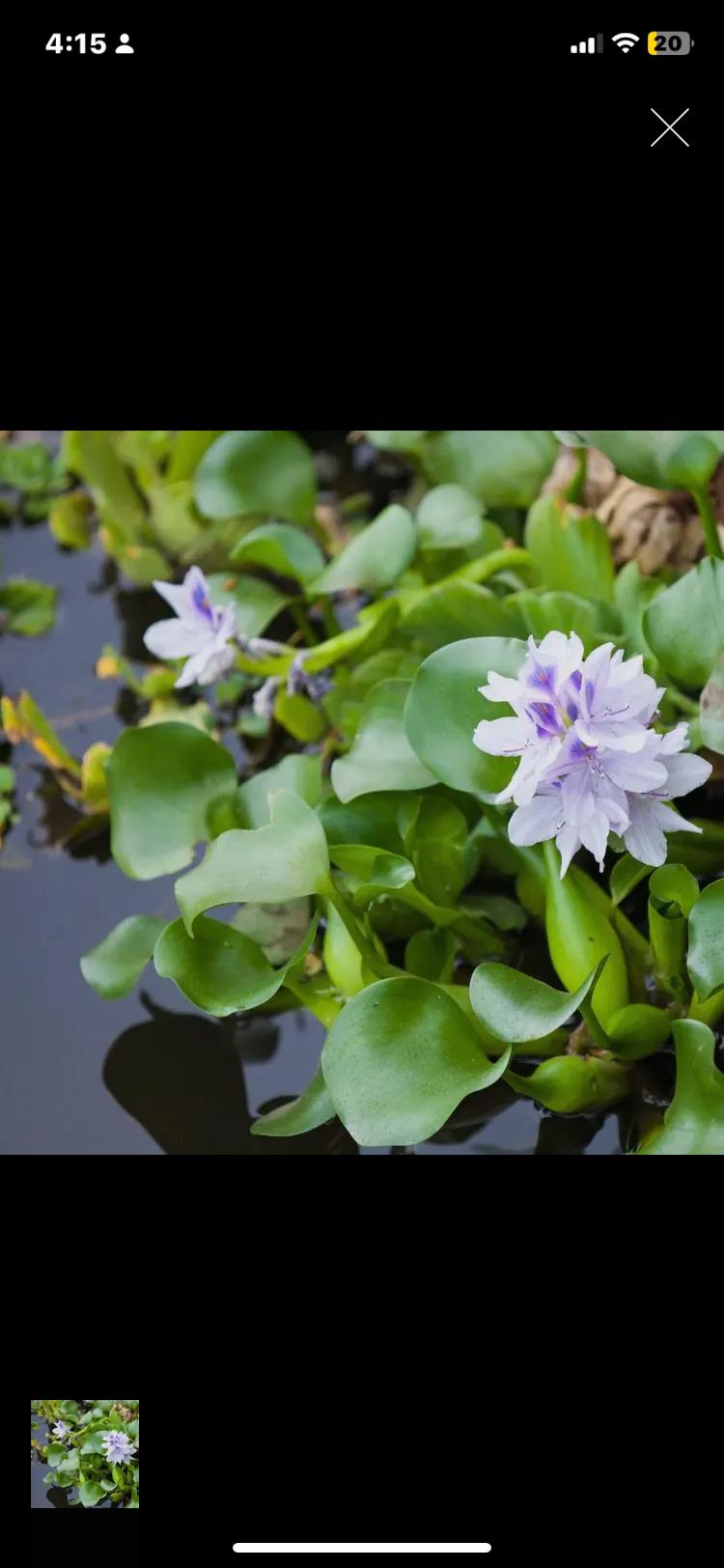 Dwarf Water Hyacinths - Live Aquarium Plant