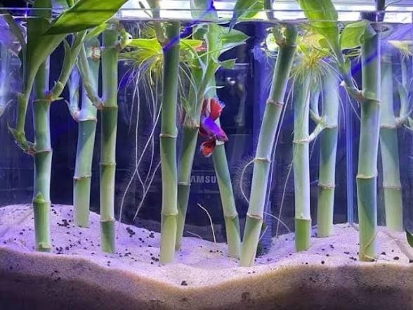 8 Straight Lucky Bamboo Stalk - 2 Pack Bundle - Live Aquarium Plant - Beginner Plant