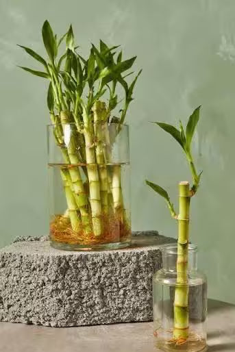🎋 Lucky Bamboo (8in) – Easy-Care Live Plant for Aquariums or Home Décor
