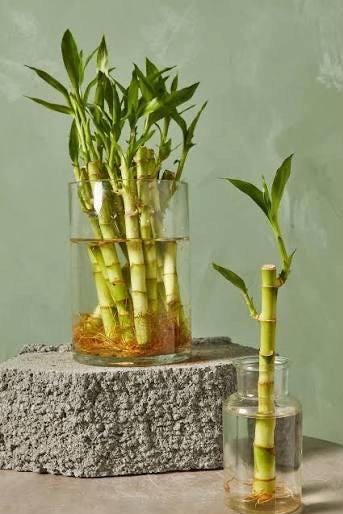 8 Straight Lucky Bamboo Stalk - 2 Pack Bundle - Live Aquarium Plant - Beginner Plant