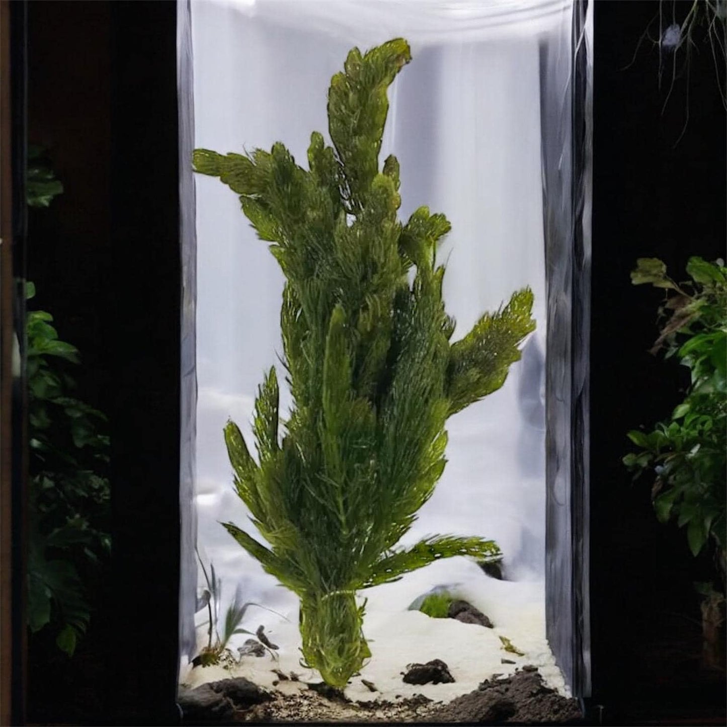 Lush Hornwort (coontail) Plant: Beginner Aquarium Plant