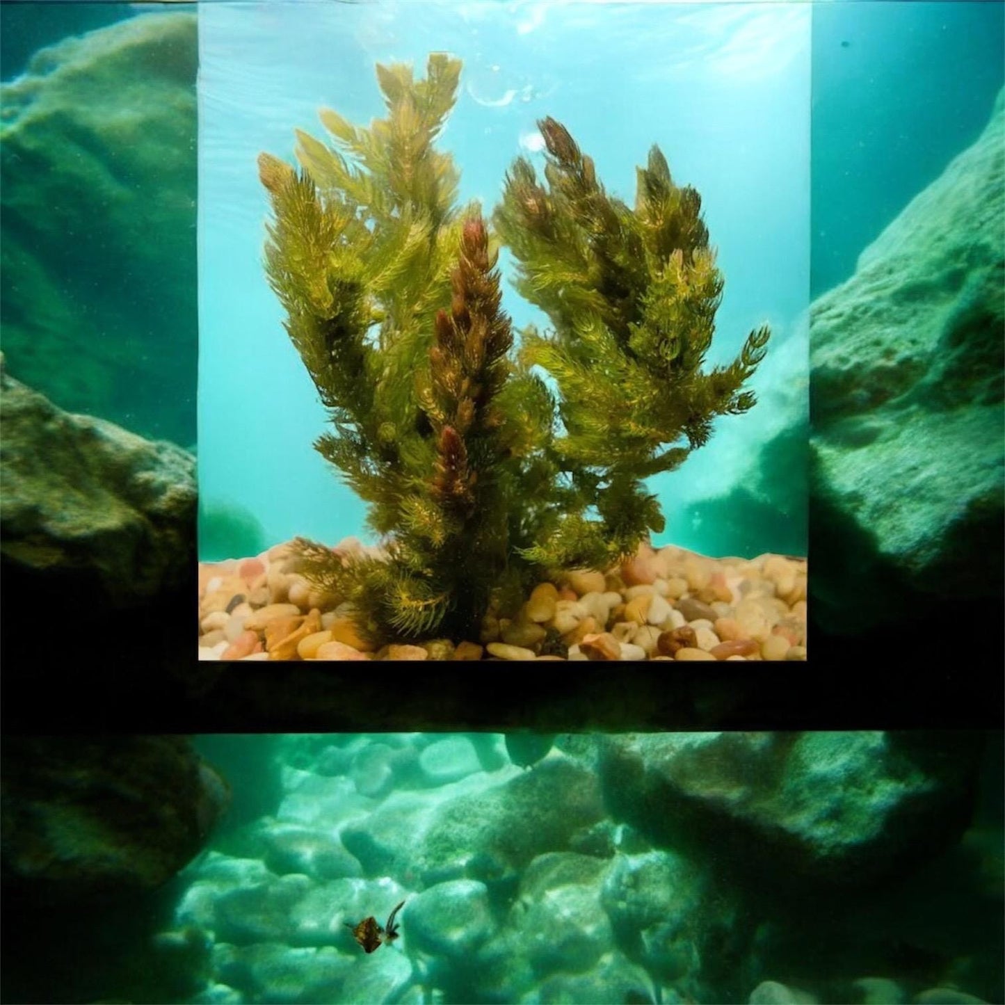 Lush Hornwort (coontail) Plant: Beginner Aquarium Plant