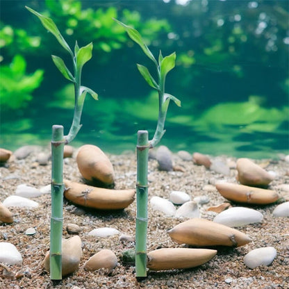 8 Straight Lucky Bamboo Stalk - 2 Pack Bundle - Live Aquarium Plant - Beginner Plant