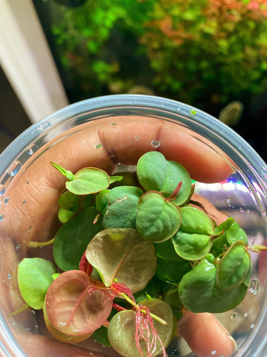 Red Root Floaters  Live Aquatic Plants for Aquarium | Natural Cover Floating Plant