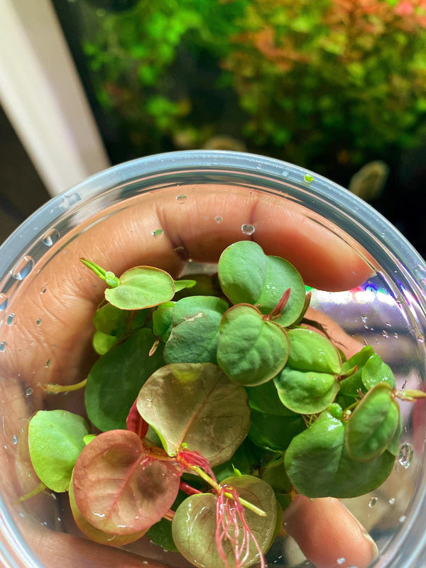 Red Root Floaters  Live Aquatic Plants for Aquarium | Natural Cover Floating Plant