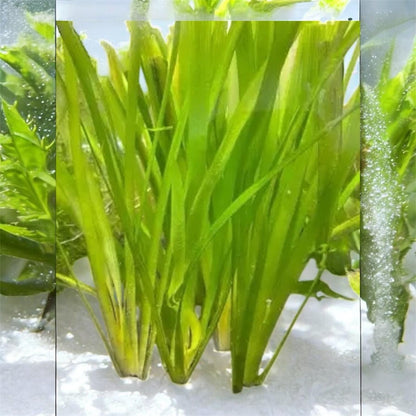 Jungle Val Live Aquarium Plant - Vallisneria Americana 'Gigantea' - Beginner Aquarium plant