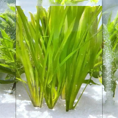 🌿 Jungle Vallisneria – Hardy, Tall Live Aquarium Plant (Vallisneria americana var. gigantea)