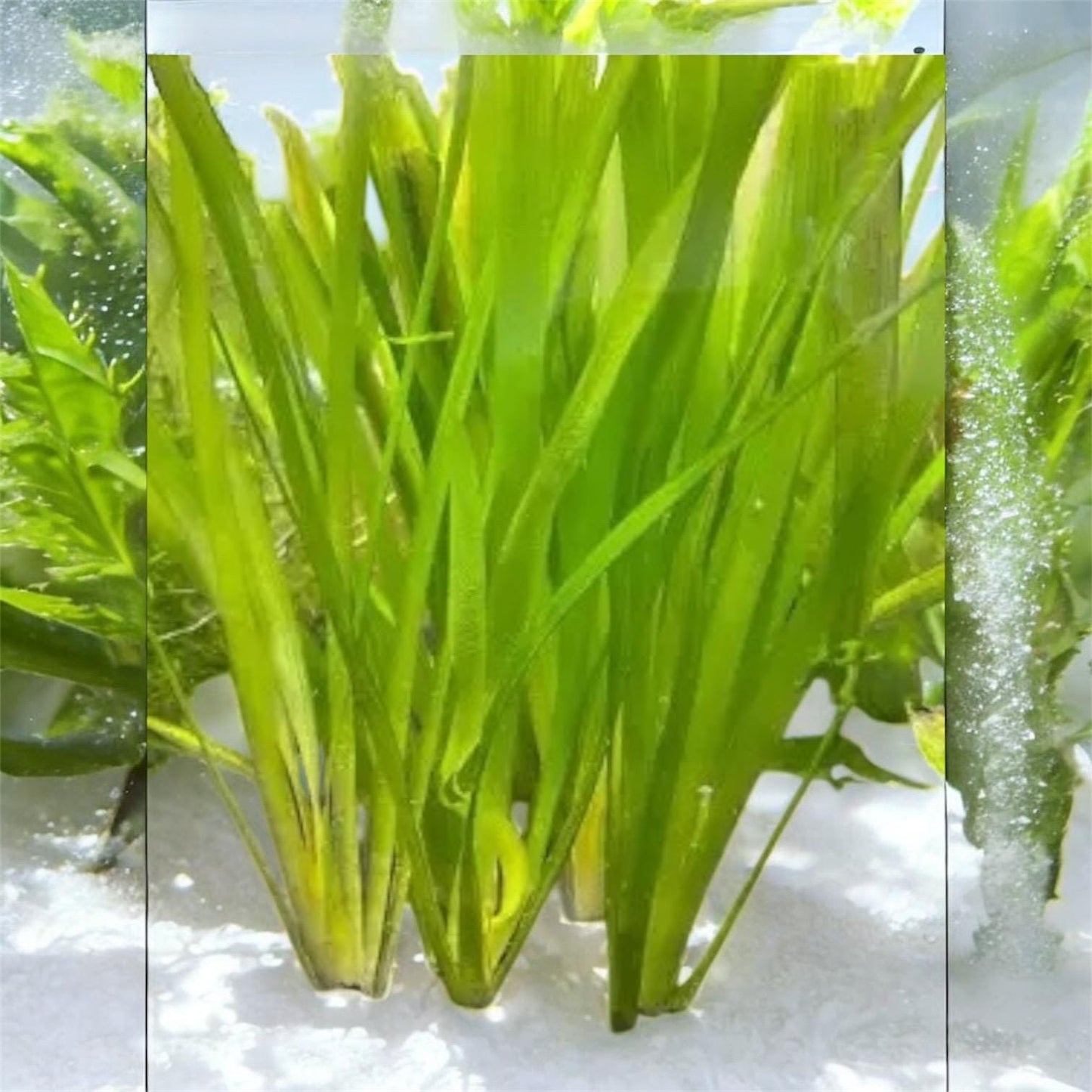 Jungle Val (Vallisneria Americana 'Gigantea') Live - Beginner Aquarium Plant