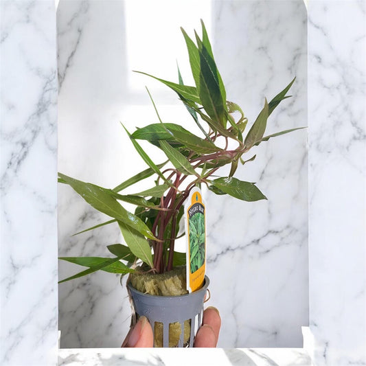 Hygrophila Salicifolia Live Aquarium Plant: Easy Beginner Aquatic Plant