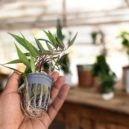 Pick your Own Beginner, Fast Growing Plant Bundle - You choose plants and bundle size!