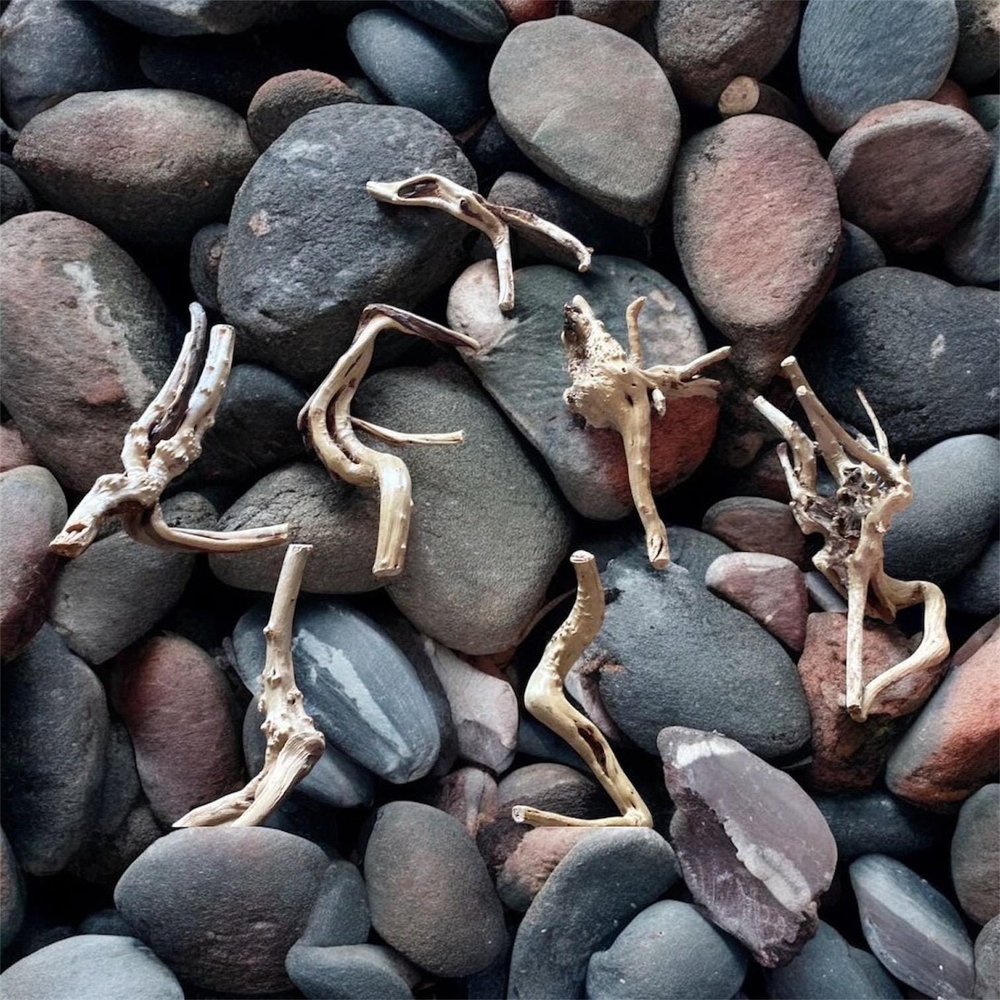 Natural Spiderwood Aquarium Decor: Unique Driftwood for Terrariums (4-7in)