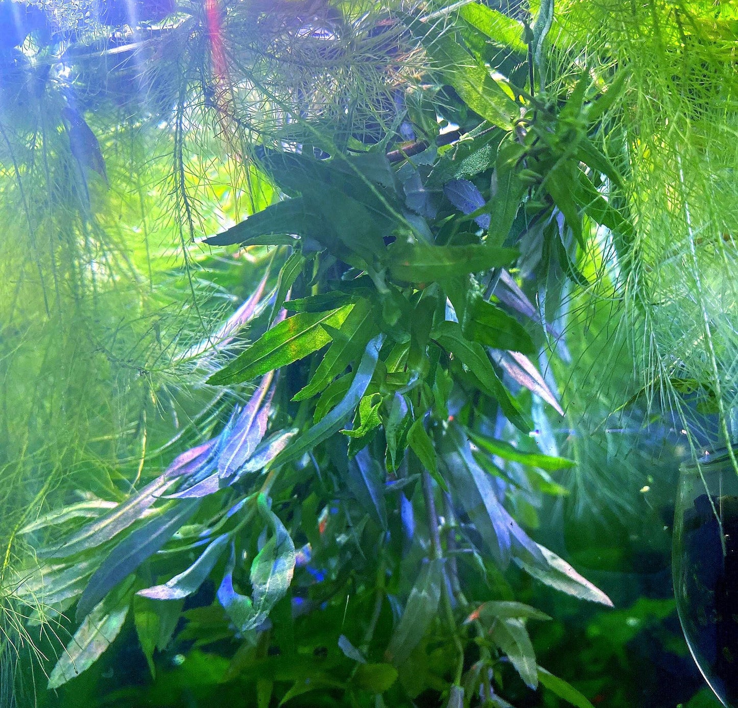 Limnophila Aromatica Live Aquarium Plant | Colorful Stem Plant for Aquascapes | Fast Growing Freshwater Plant