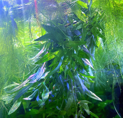 Limnophila Aromatica Live Aquarium Plant | Colorful Stem Plant for Aquascapes | Fast Growing Freshwater Plant