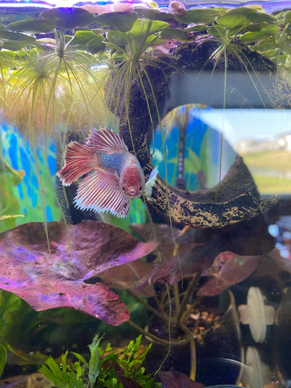 Red Tiger Lotus (Nymphaea) with Bulb: Live Aquarium Plant