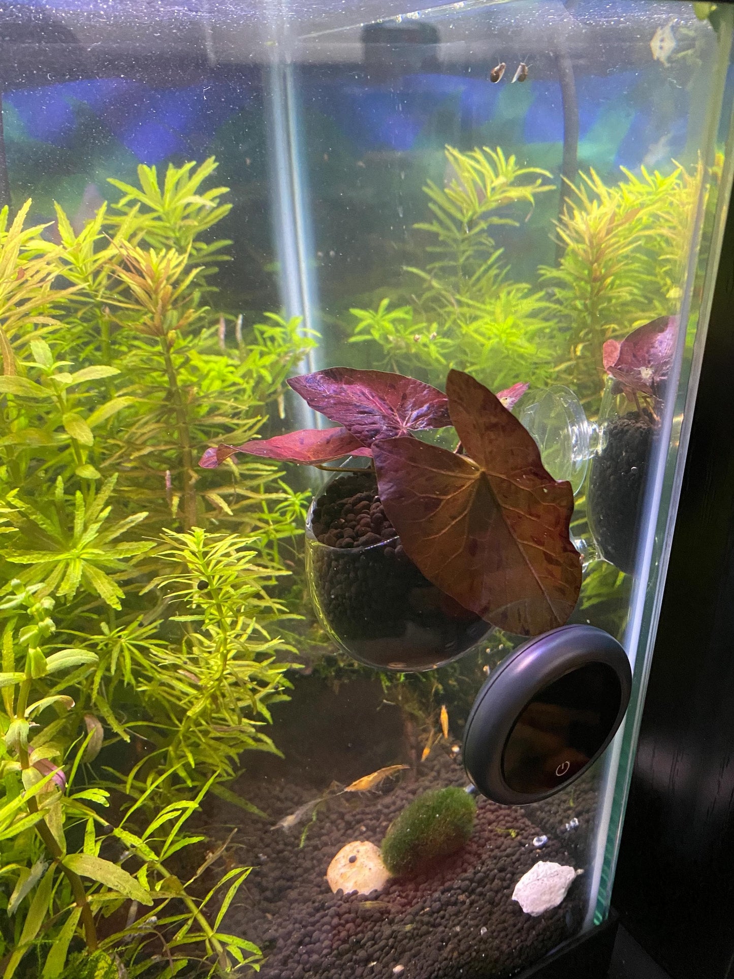 Red Tiger Lotus (Nymphaea) with Bulb: Live Aquarium Plant