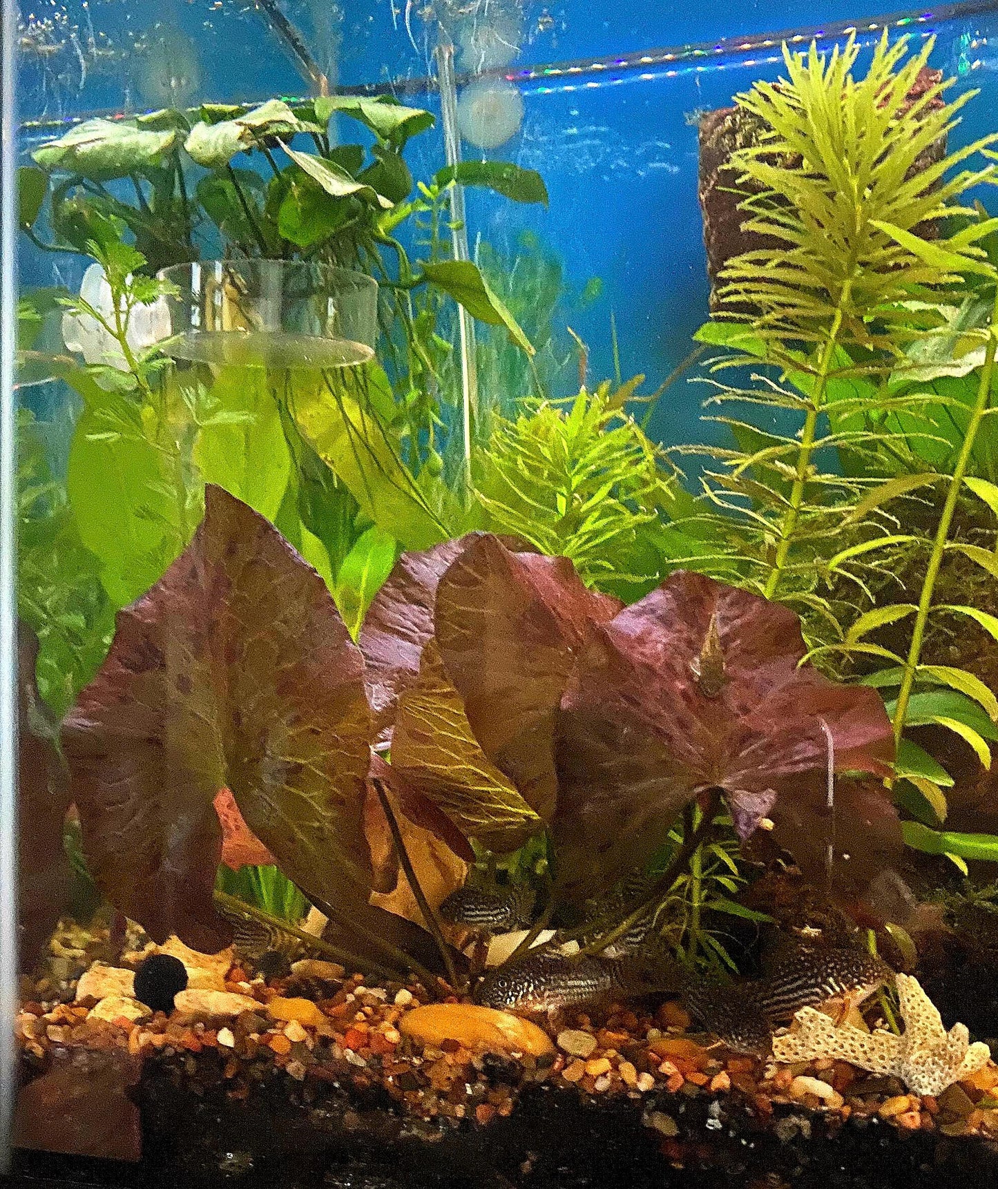 Red Tiger Lotus (Nymphaea) with Bulb: Live Aquarium Plant